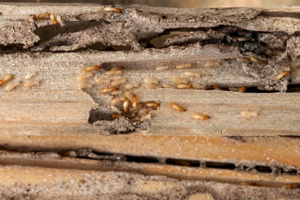 Wildlife Control Services in Crete, NE
